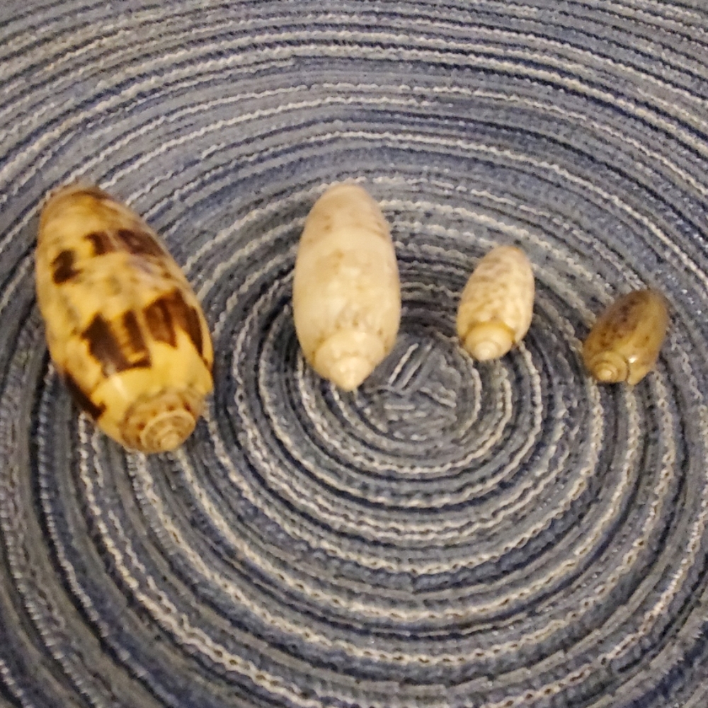 Olive shell bundle - Picture 2 of 4